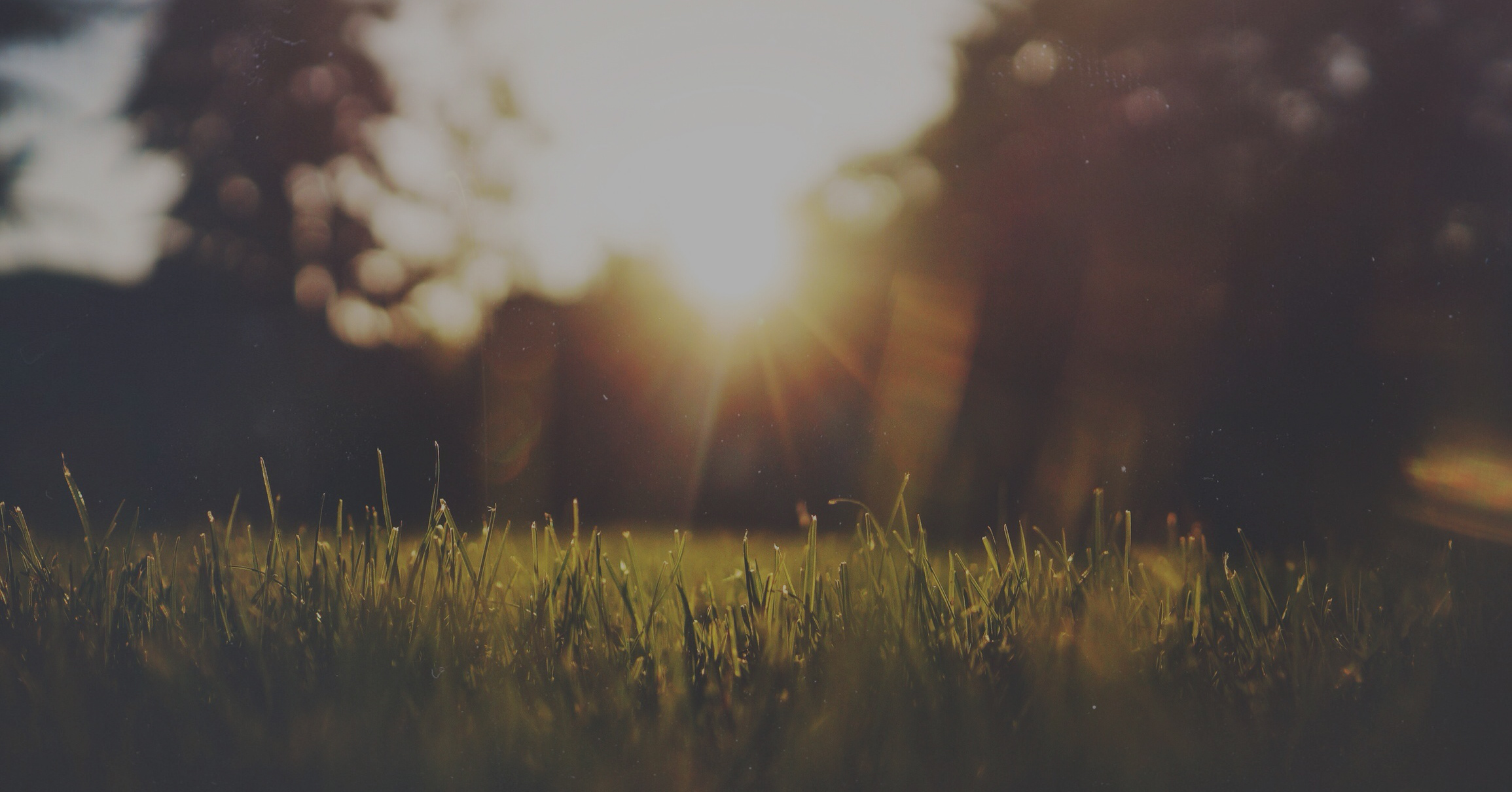 dawn-dust-grass-2946